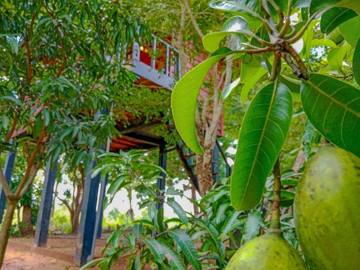 Ceylon Amigos Eco Resort Sigiriya Ngoại thất bức ảnh