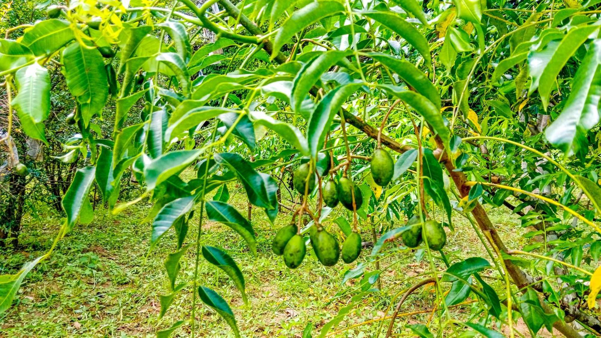 Ceylon Amigos Eco Resort Sigiriya Ngoại thất bức ảnh